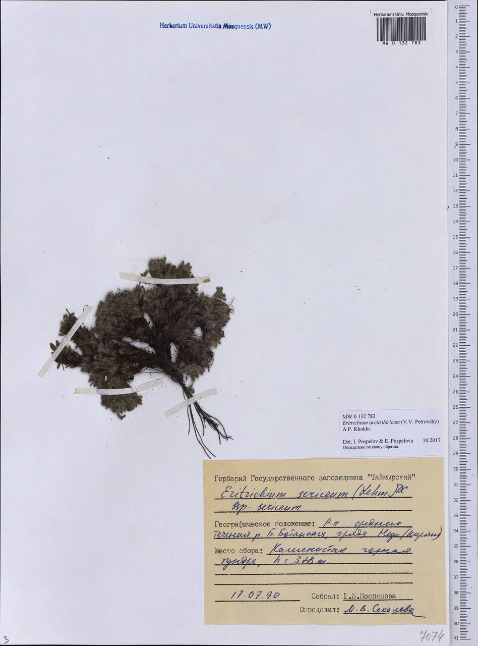 Eritrichium arctisibiricum (V. V. Petrovsky) A. P. Khokhr., Siberia, Central Siberia (S3) (Russia)