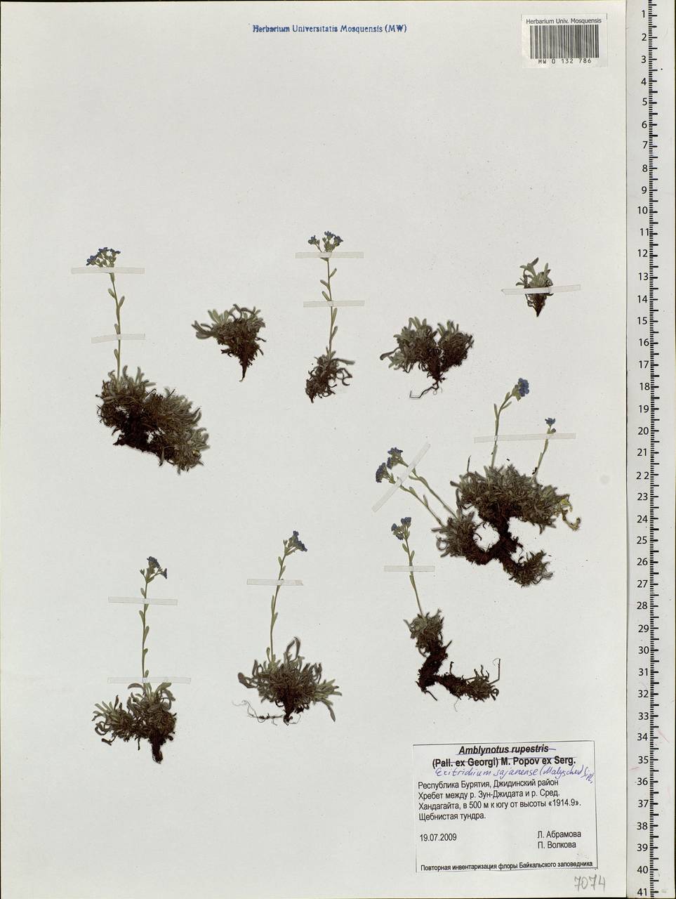 Eritrichium sajanense (Malyschev) Sipliv., Siberia, Baikal & Transbaikal region (S4) (Russia)
