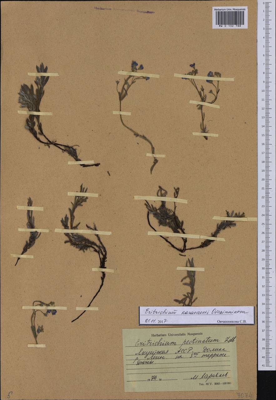 Eritrichium karavaevii Ovczinnikova, Siberia, Yakutia (S5) (Russia)