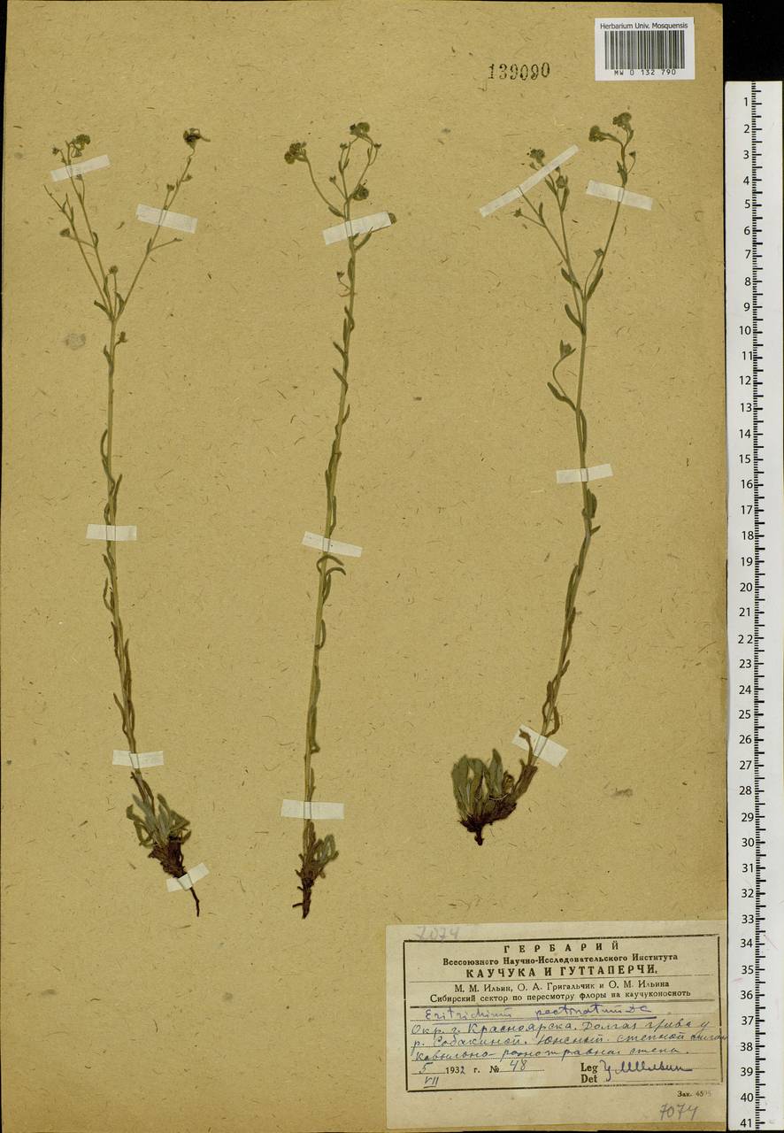 Eritrichium pectinatum (Pall.) DC., Siberia, Central Siberia (S3) (Russia)