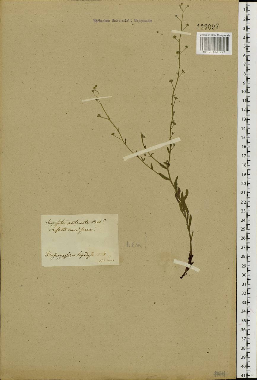 Eritrichium pectinatum (Pall.) DC., Siberia, Central Siberia (S3) (Russia)