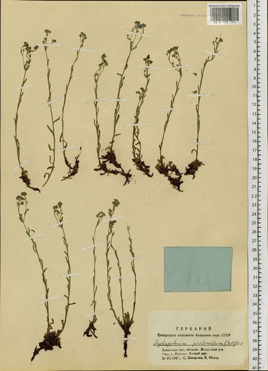 Eritrichium pectinatum (Pall.) DC., Siberia, Altai & Sayany Mountains (S2) (Russia)