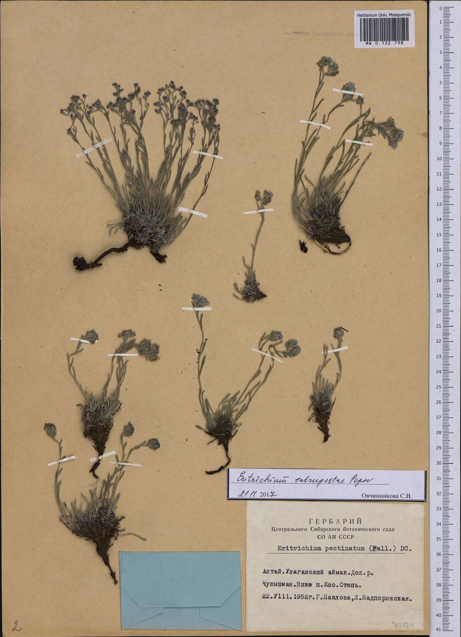 Eritrichium pauciflorum (Ledeb.) DC., Siberia, Altai & Sayany Mountains (S2) (Russia)