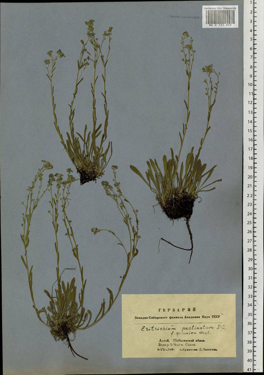 Eritrichium pectinatum (Pall.) DC., Siberia, Altai & Sayany Mountains (S2) (Russia)