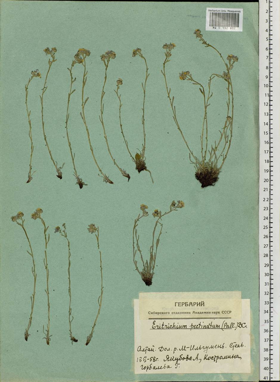 Eritrichium pectinatum (Pall.) DC., Siberia, Altai & Sayany Mountains (S2) (Russia)