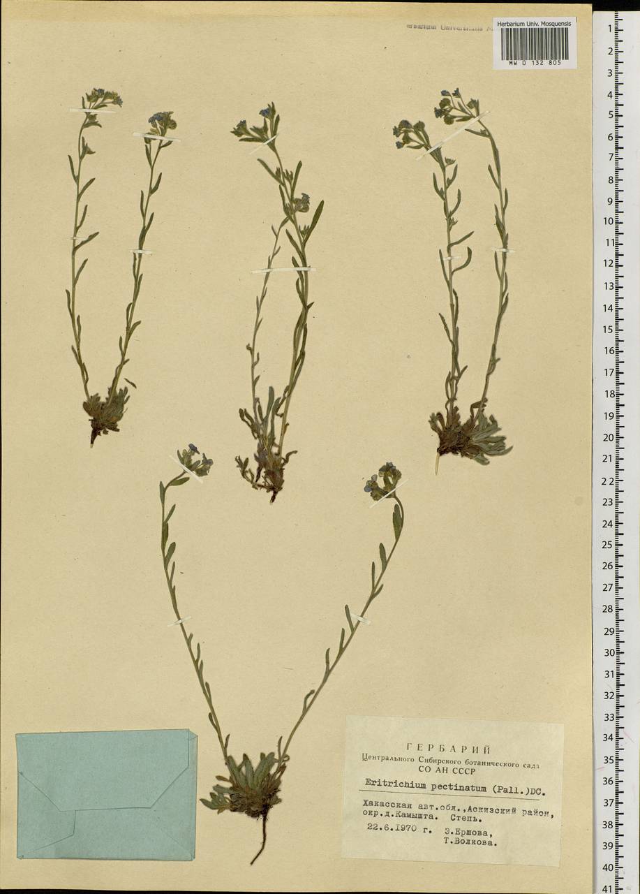 Eritrichium pectinatum (Pall.) DC., Siberia, Altai & Sayany Mountains (S2) (Russia)