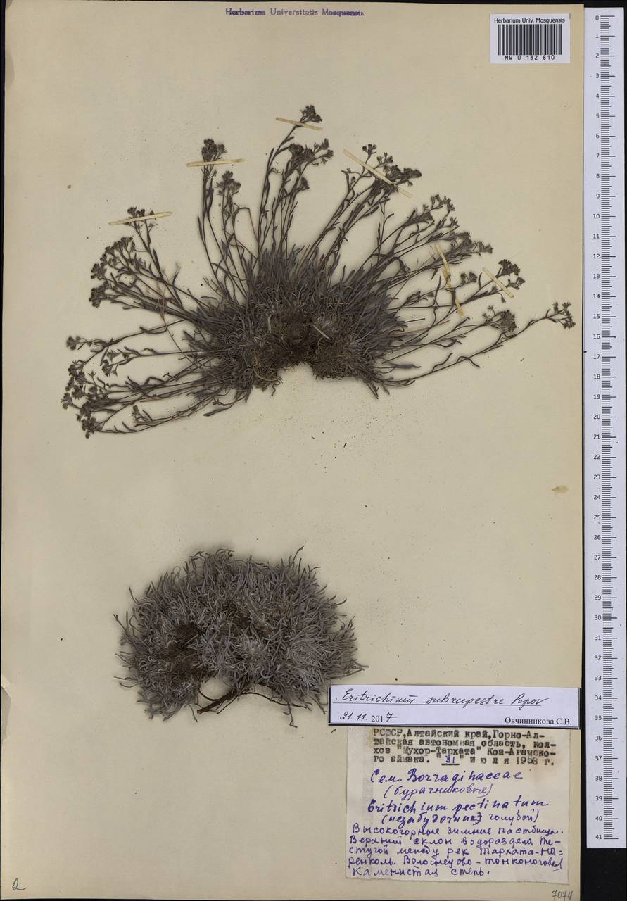 Eritrichium pauciflorum (Ledeb.) DC., Siberia, Altai & Sayany Mountains (S2) (Russia)
