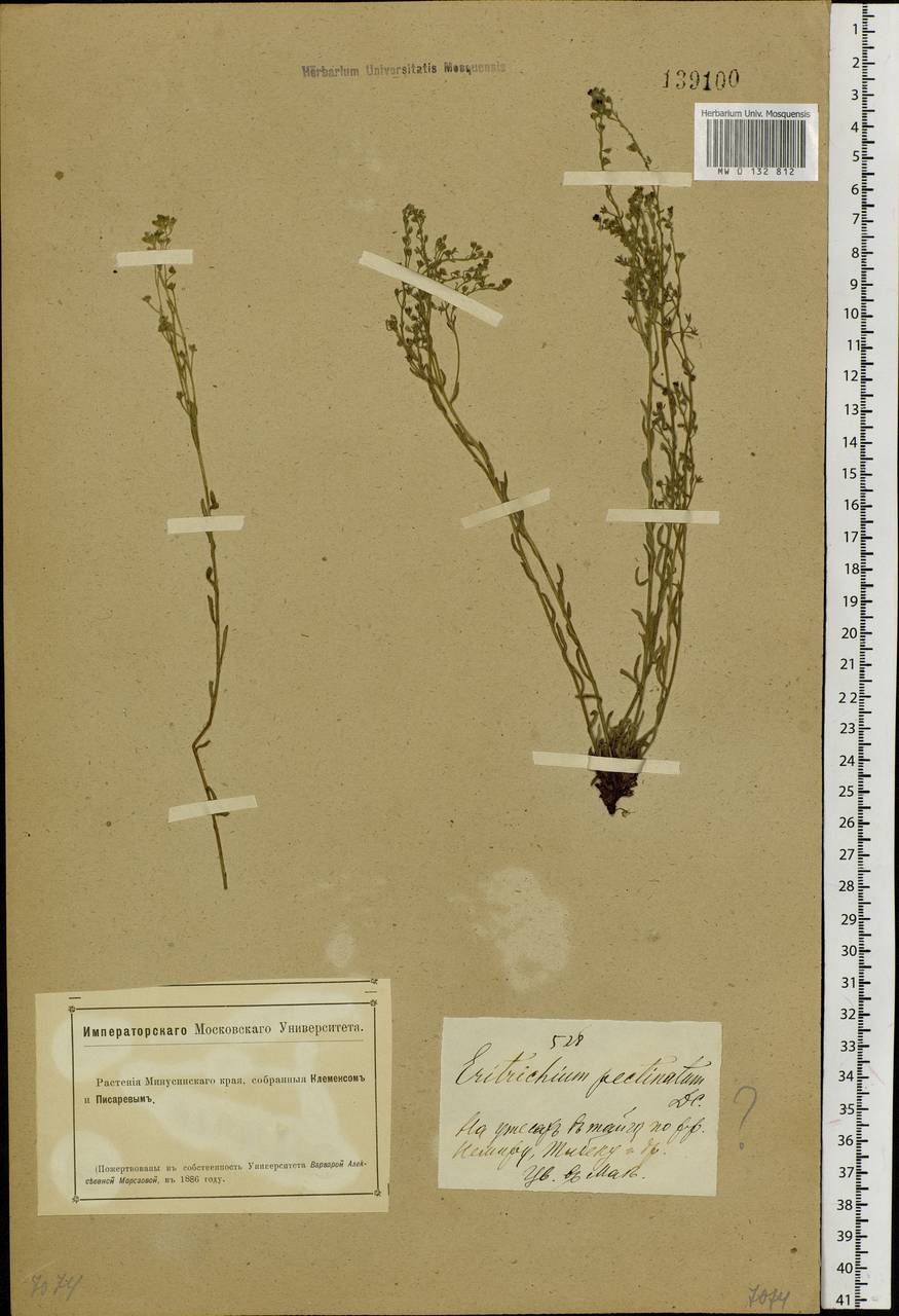 Eritrichium pectinatum (Pall.) DC., Siberia, Altai & Sayany Mountains (S2) (Russia)