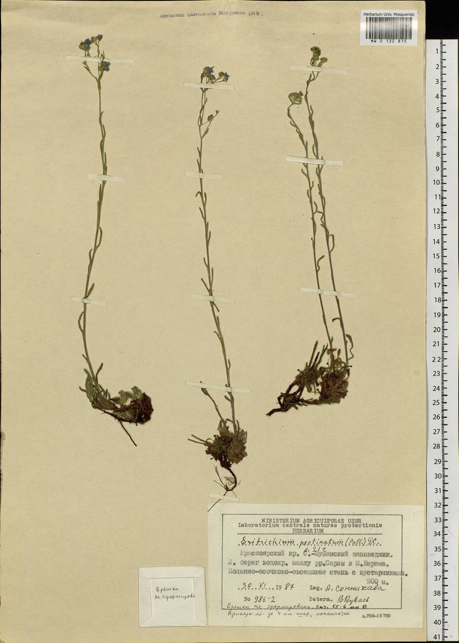 Eritrichium pectinatum (Pall.) DC., Siberia, Altai & Sayany Mountains (S2) (Russia)