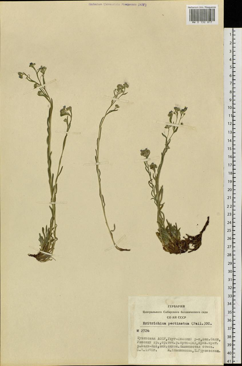 Eritrichium pectinatum (Pall.) DC., Siberia, Altai & Sayany Mountains (S2) (Russia)