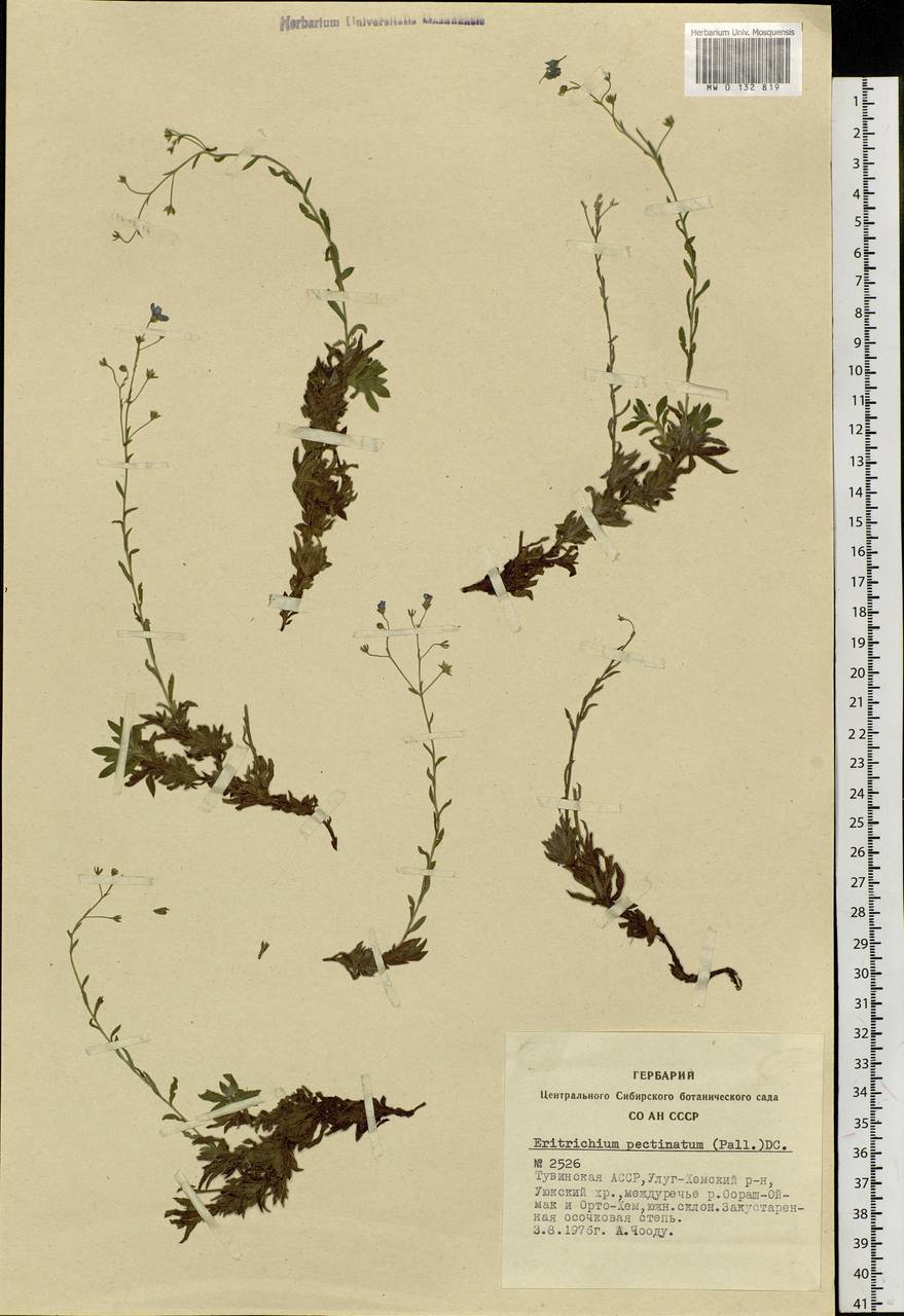 Eritrichium pectinatum (Pall.) DC., Siberia, Altai & Sayany Mountains (S2) (Russia)