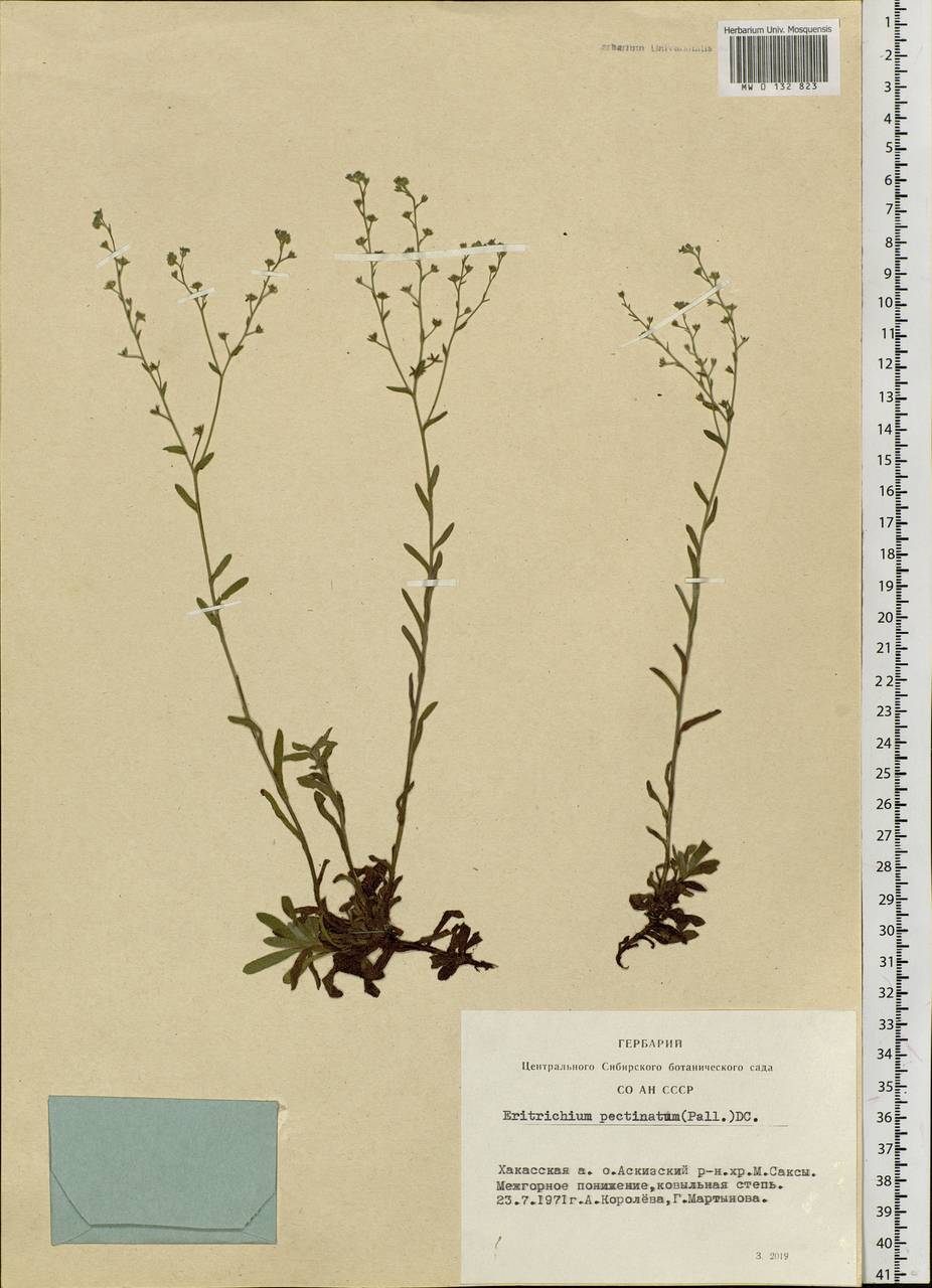 Eritrichium pectinatum (Pall.) DC., Siberia, Altai & Sayany Mountains (S2) (Russia)