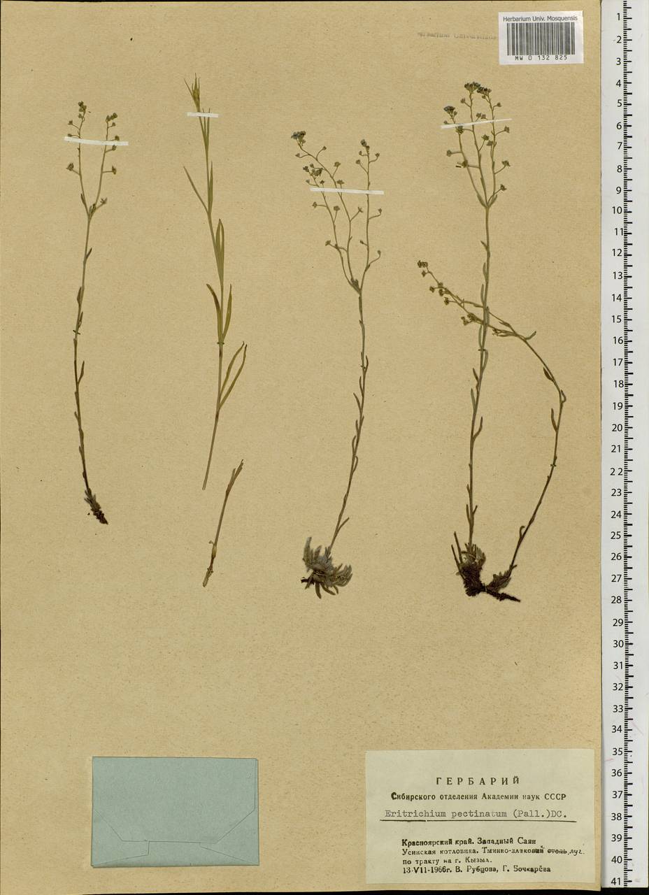 Eritrichium pectinatum (Pall.) DC., Siberia, Altai & Sayany Mountains (S2) (Russia)