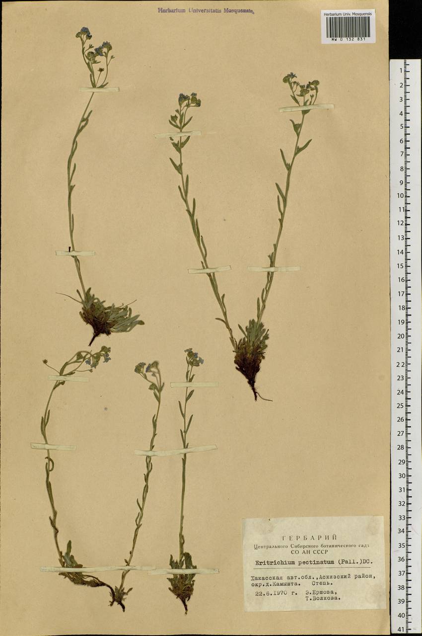 Eritrichium pectinatum (Pall.) DC., Siberia, Altai & Sayany Mountains (S2) (Russia)