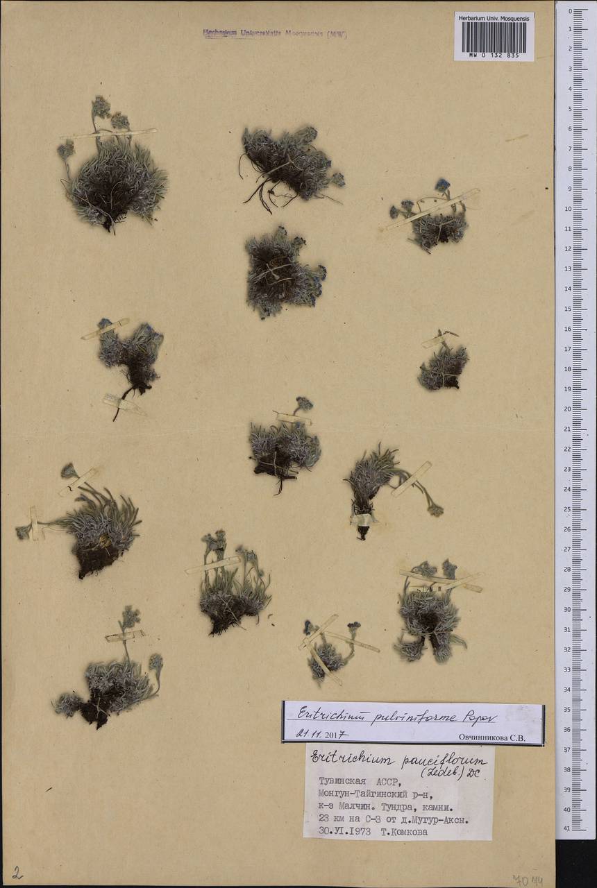 Eritrichium pauciflorum (Ledeb.) DC., Siberia, Altai & Sayany Mountains (S2) (Russia)