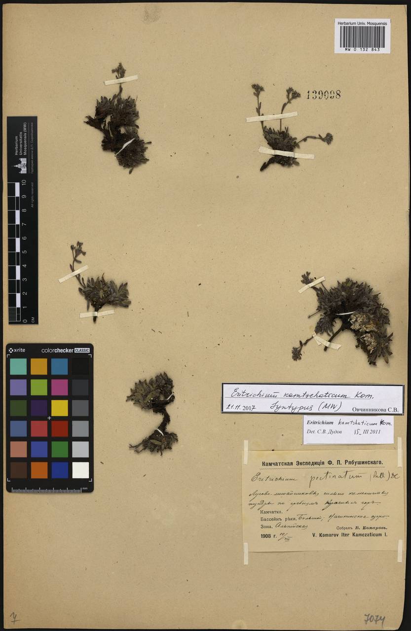 Eritrichium sericeum (Lehm.) A. DC., Siberia, Chukotka & Kamchatka (S7) (Russia)