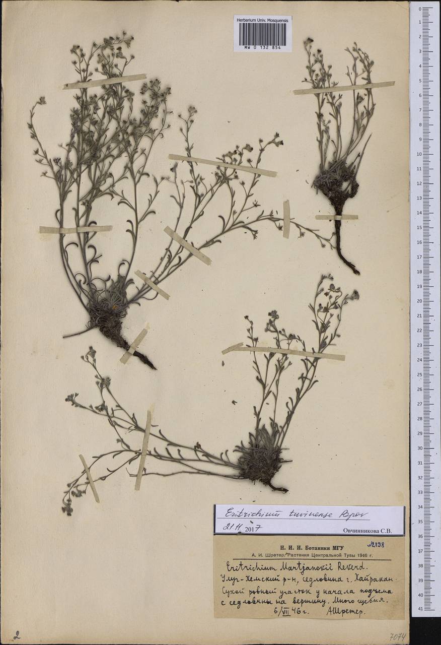 Eritrichium tuvinense Popov, Siberia, Altai & Sayany Mountains (S2) (Russia)