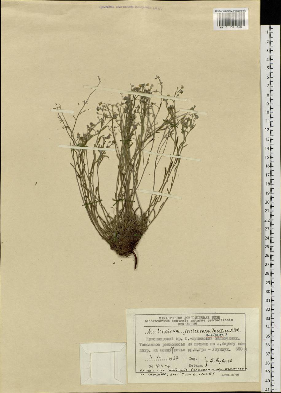 Eritrichium jenisseense Turcz. ex A. DC., Siberia, Altai & Sayany Mountains (S2) (Russia)