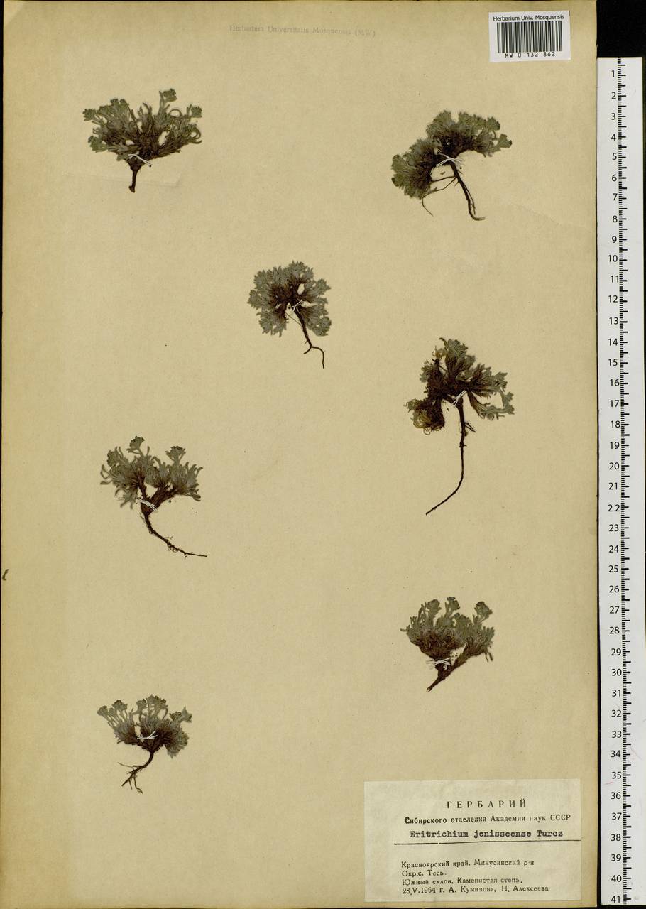 Eritrichium jenisseense, Siberia, Altai & Sayany Mountains (S2) (Russia)