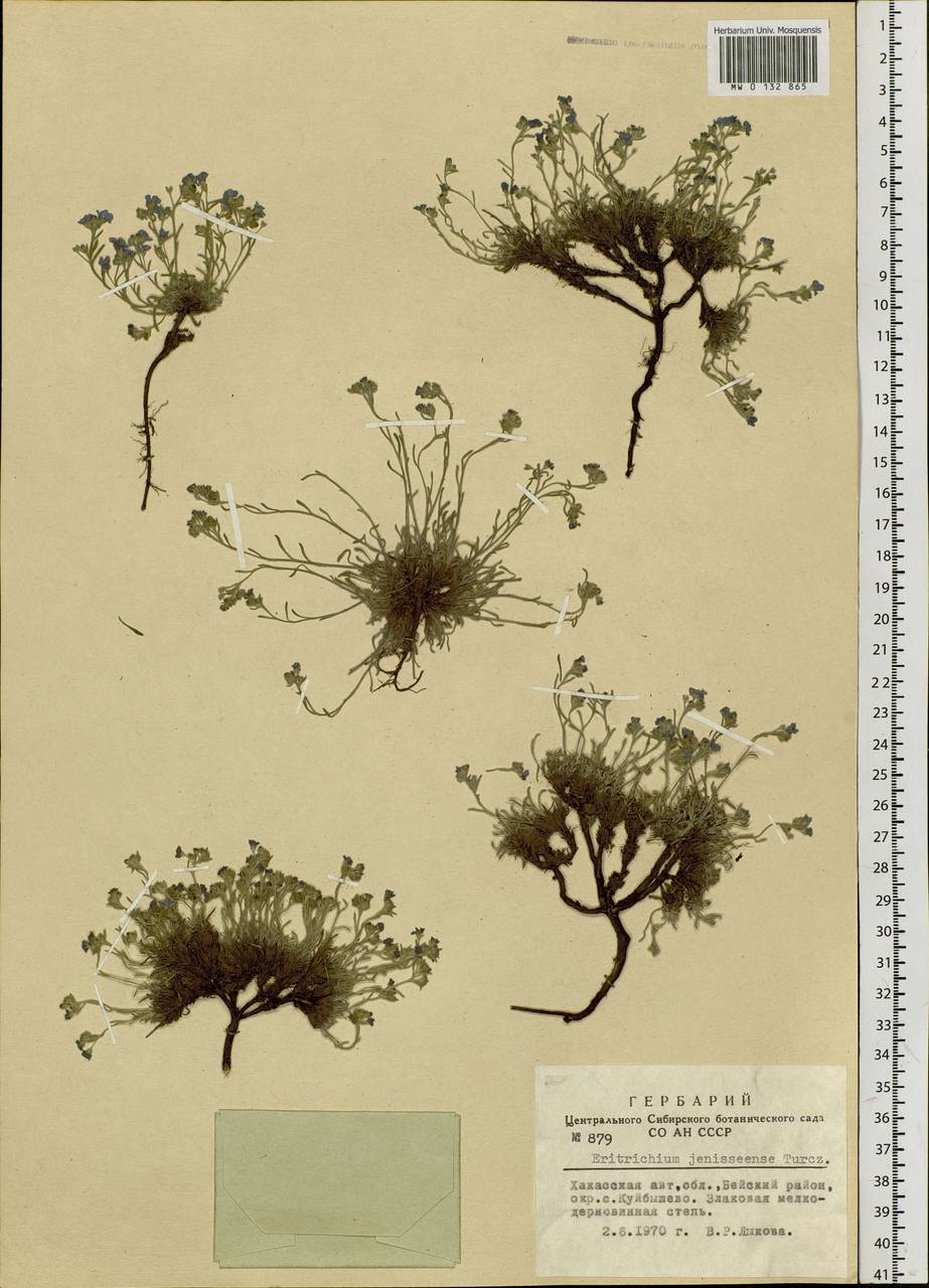 Eritrichium jenisseense Turcz. ex A. DC., Siberia, Altai & Sayany Mountains (S2) (Russia)