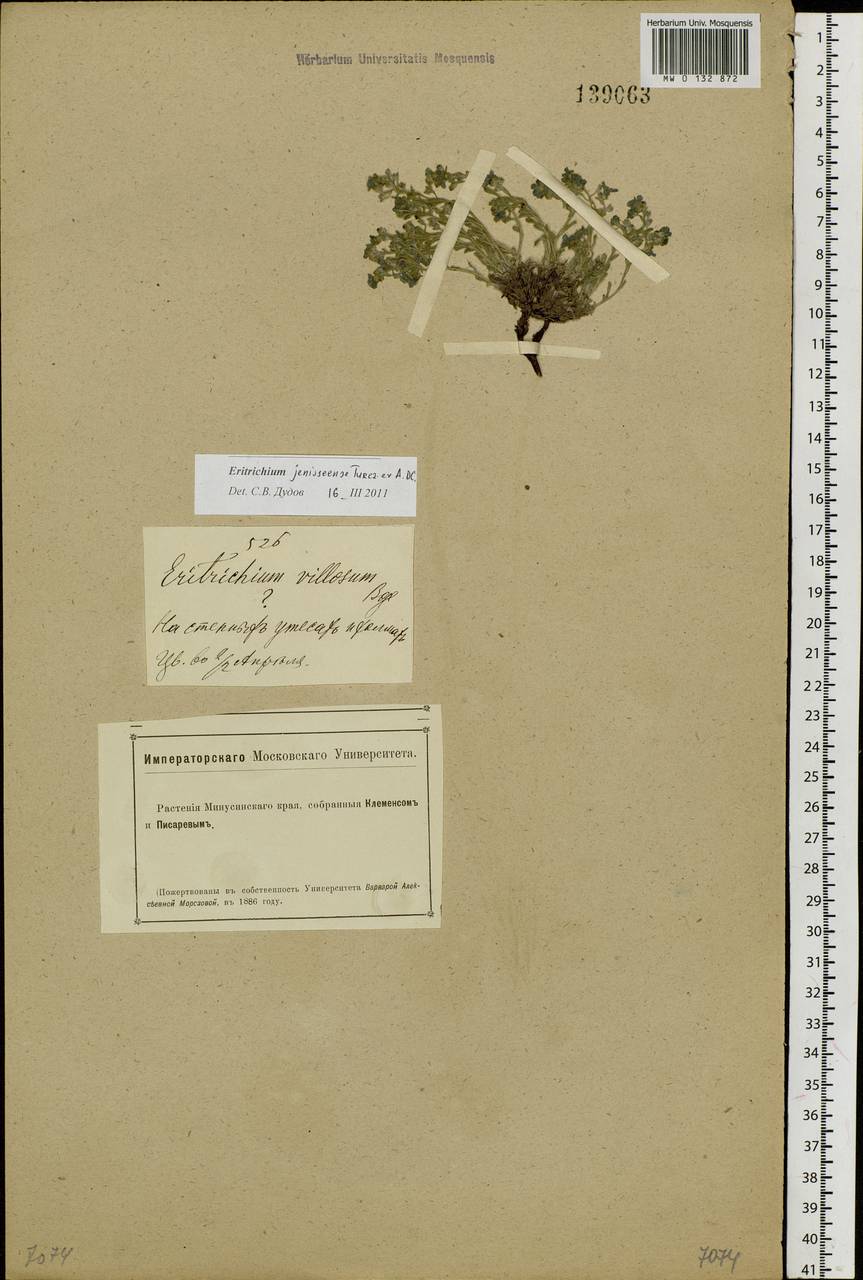 Eritrichium jenisseense Turcz. ex A. DC., Siberia, Altai & Sayany Mountains (S2) (Russia)