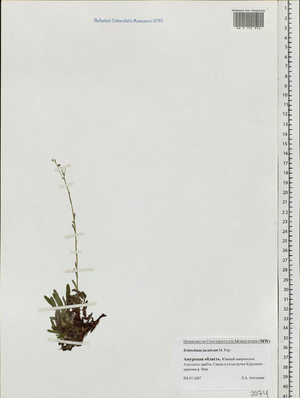 Eritrichium jacuticum Popov, Siberia, Russian Far East (S6) (Russia)