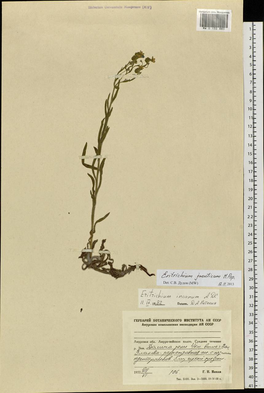 Eritrichium jacuticum Popov, Siberia, Russian Far East (S6) (Russia)