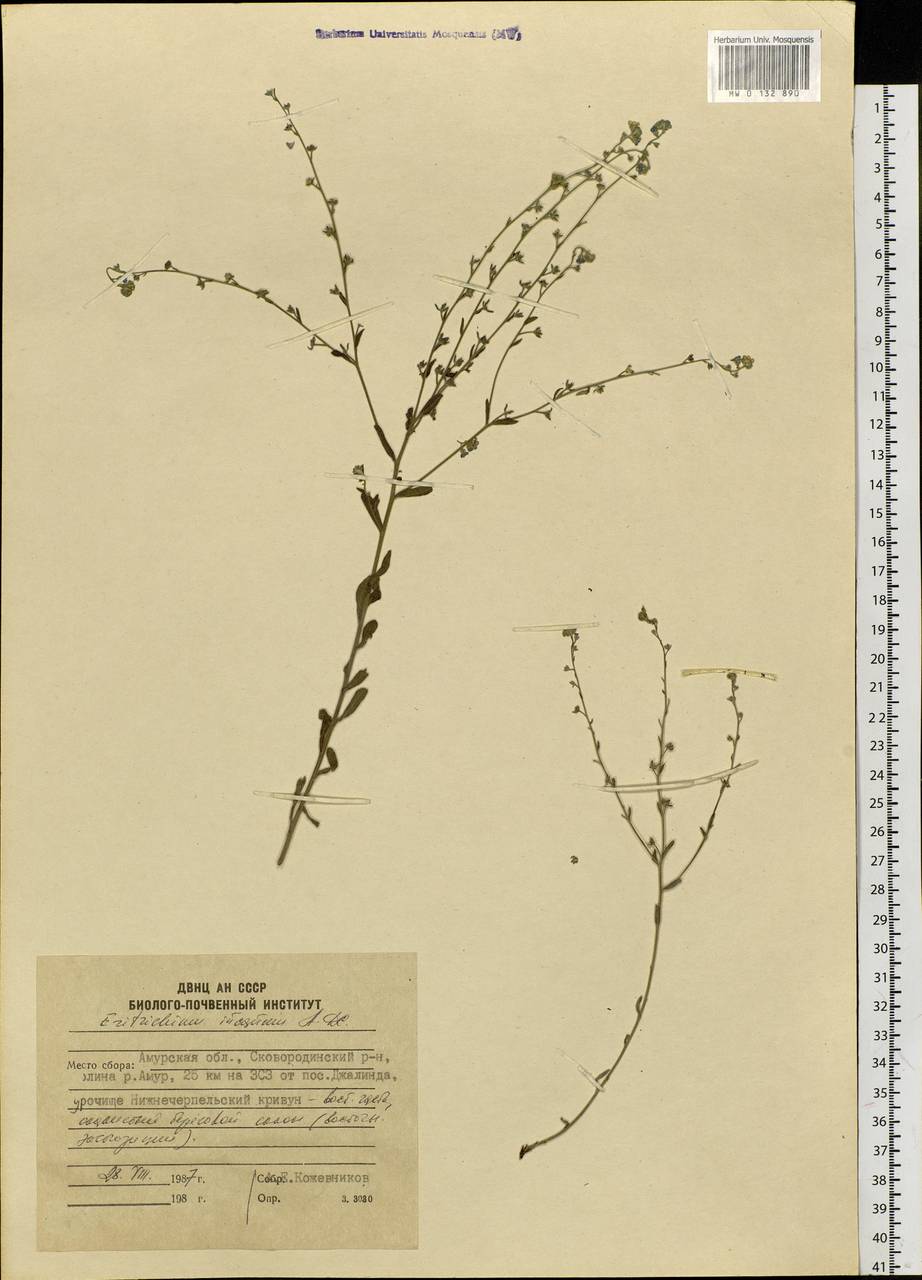 Eritrichium incanum (Turcz.) A. DC., Siberia, Russian Far East (S6) (Russia)