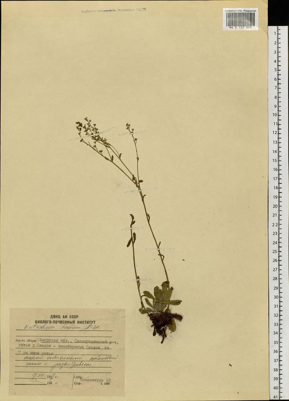 Eritrichium incanum (Turcz.) A. DC., Siberia, Russian Far East (S6) (Russia)