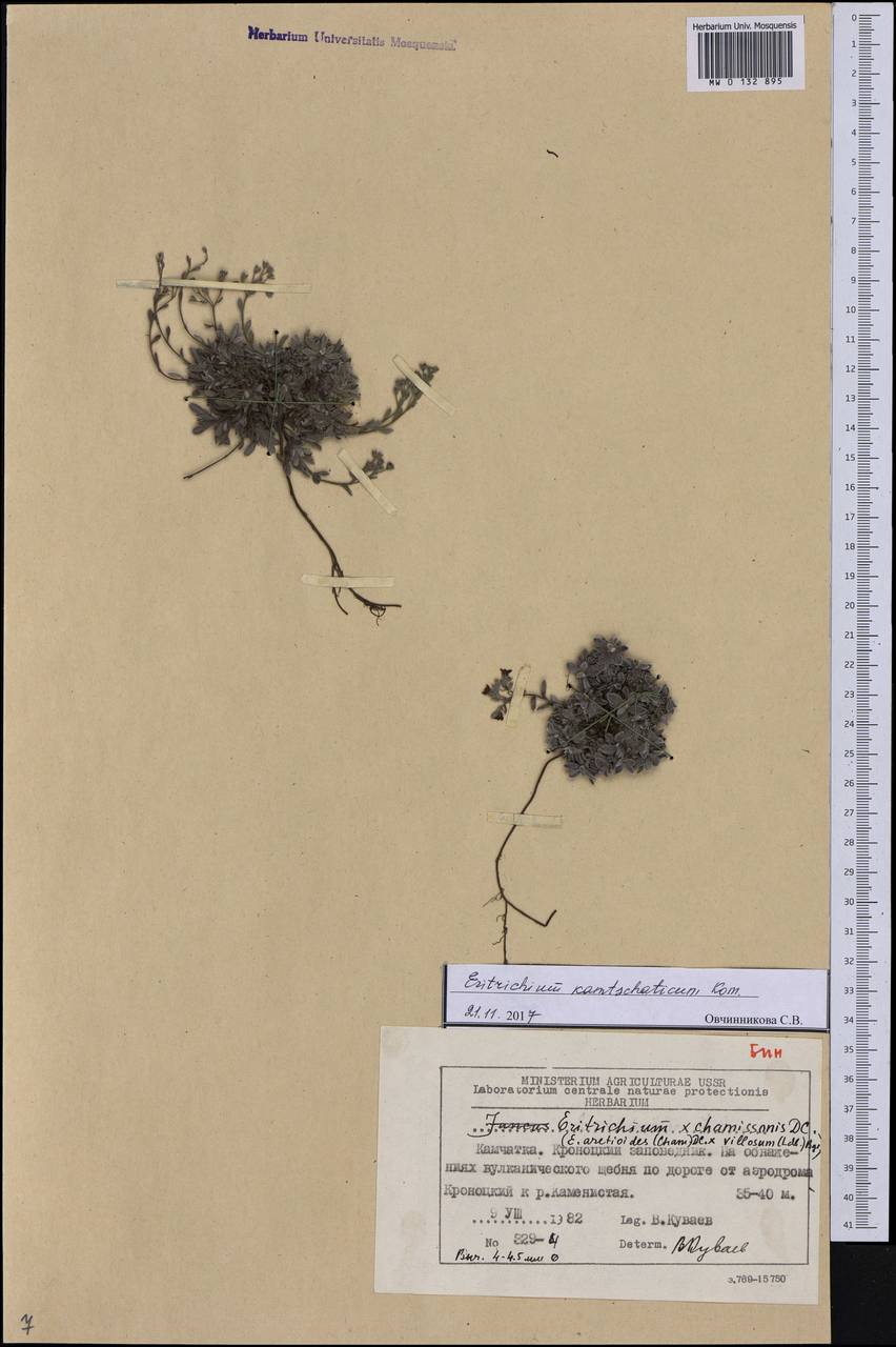 Eritrichium sericeum (Lehm.) A. DC., Siberia, Chukotka & Kamchatka (S7) (Russia)