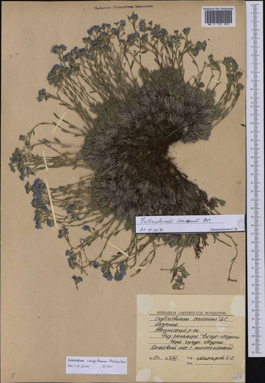 Eritrichium sericeum (Lehm.) A. DC., Siberia, Yakutia (S5) (Russia)