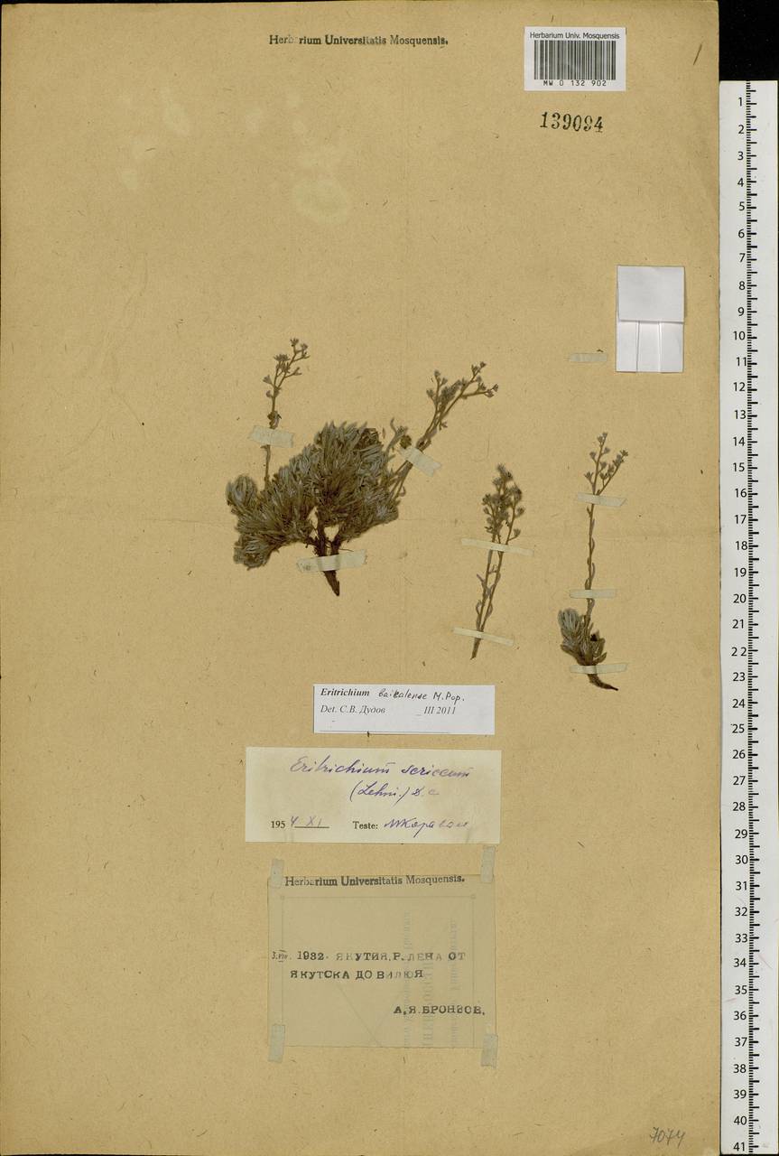 Eritrichium baicalense Popov ex Ovczinnikova, Siberia, Yakutia (S5) (Russia)