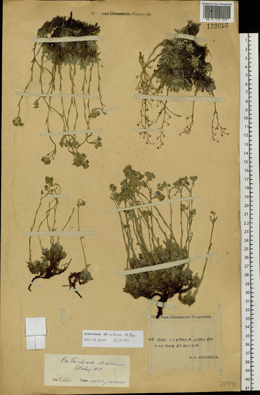 Eritrichium baicalense Popov ex Ovczinnikova, Siberia, Yakutia (S5) (Russia)