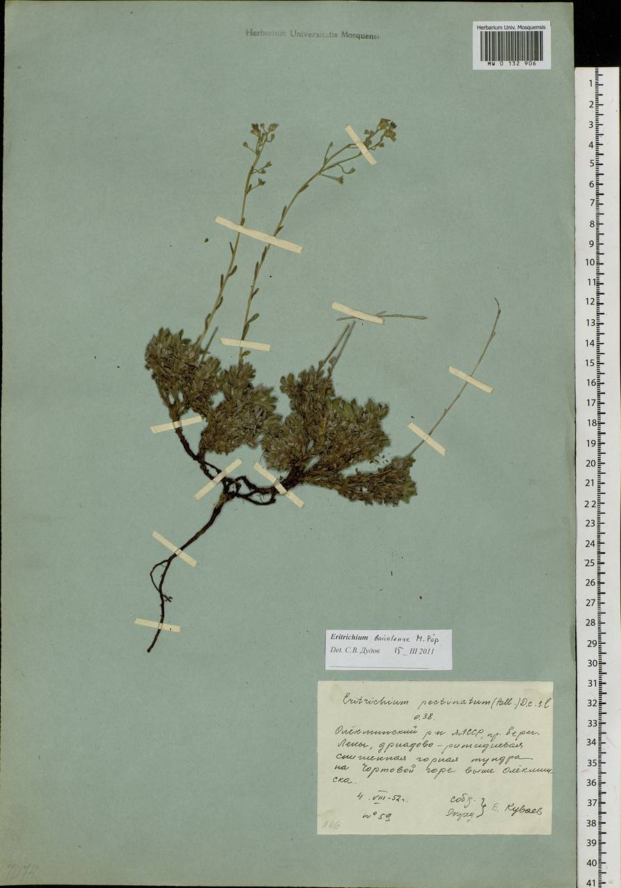 Eritrichium baicalense Popov ex Ovczinnikova, Siberia, Yakutia (S5) (Russia)