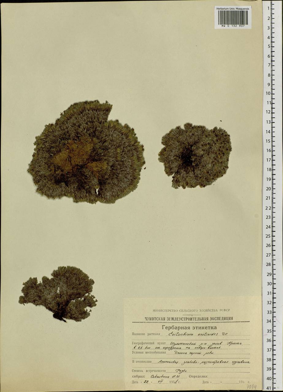 Eritrichium aretioides (Cham.) DC., Siberia, Chukotka & Kamchatka (S7) (Russia)