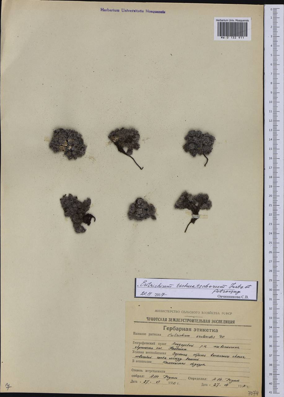 Eritrichium tschuktschorum Jurtzev & V. V. Petrovsky, Siberia, Chukotka & Kamchatka (S7) (Russia)