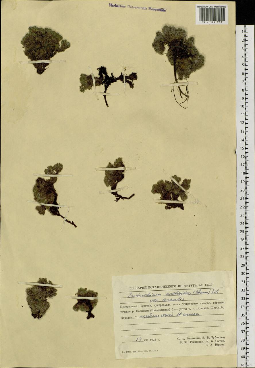 Eritrichium aretioides (Cham.) DC., Siberia, Chukotka & Kamchatka (S7) (Russia)