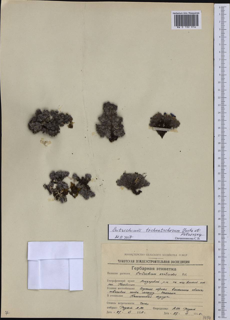 Eritrichium tschuktschorum Jurtzev & V. V. Petrovsky, Siberia, Chukotka & Kamchatka (S7) (Russia)
