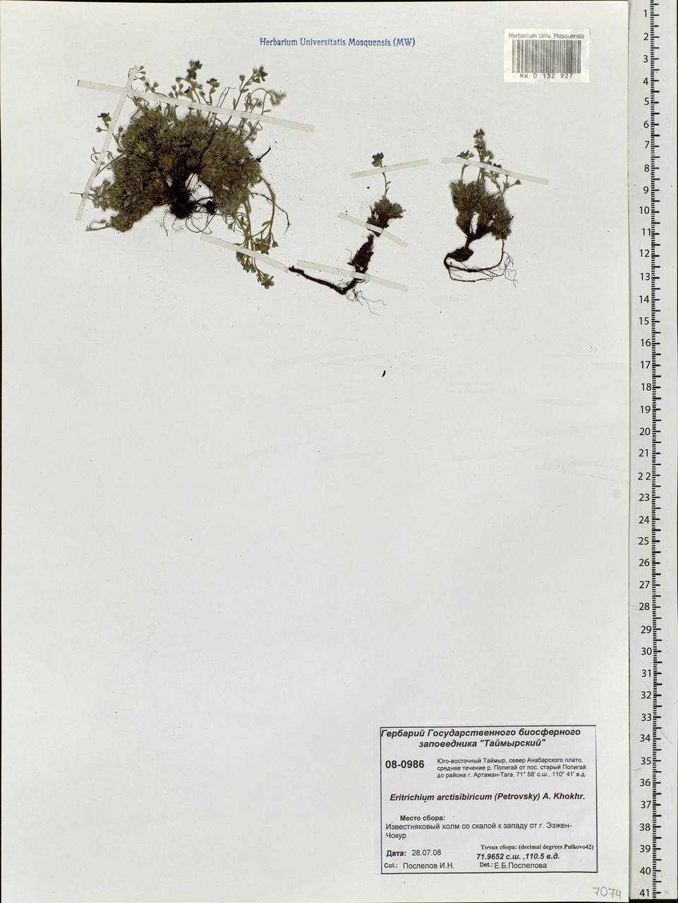 Eritrichium arctisibiricum (V. V. Petrovsky) A. P. Khokhr., Siberia, Central Siberia (S3) (Russia)