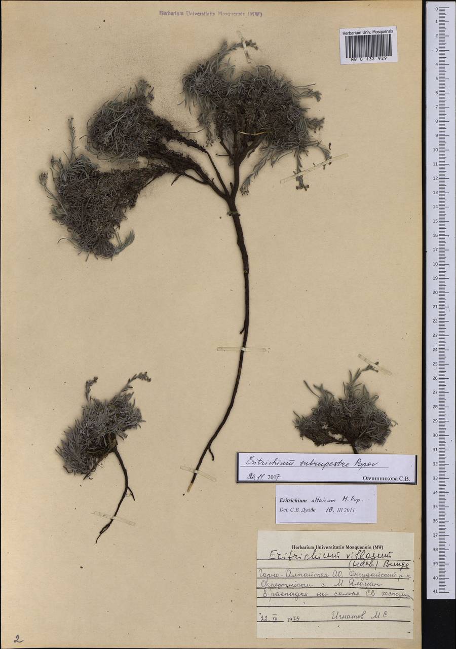 Eritrichium pauciflorum (Ledeb.) DC., Siberia, Altai & Sayany Mountains (S2) (Russia)