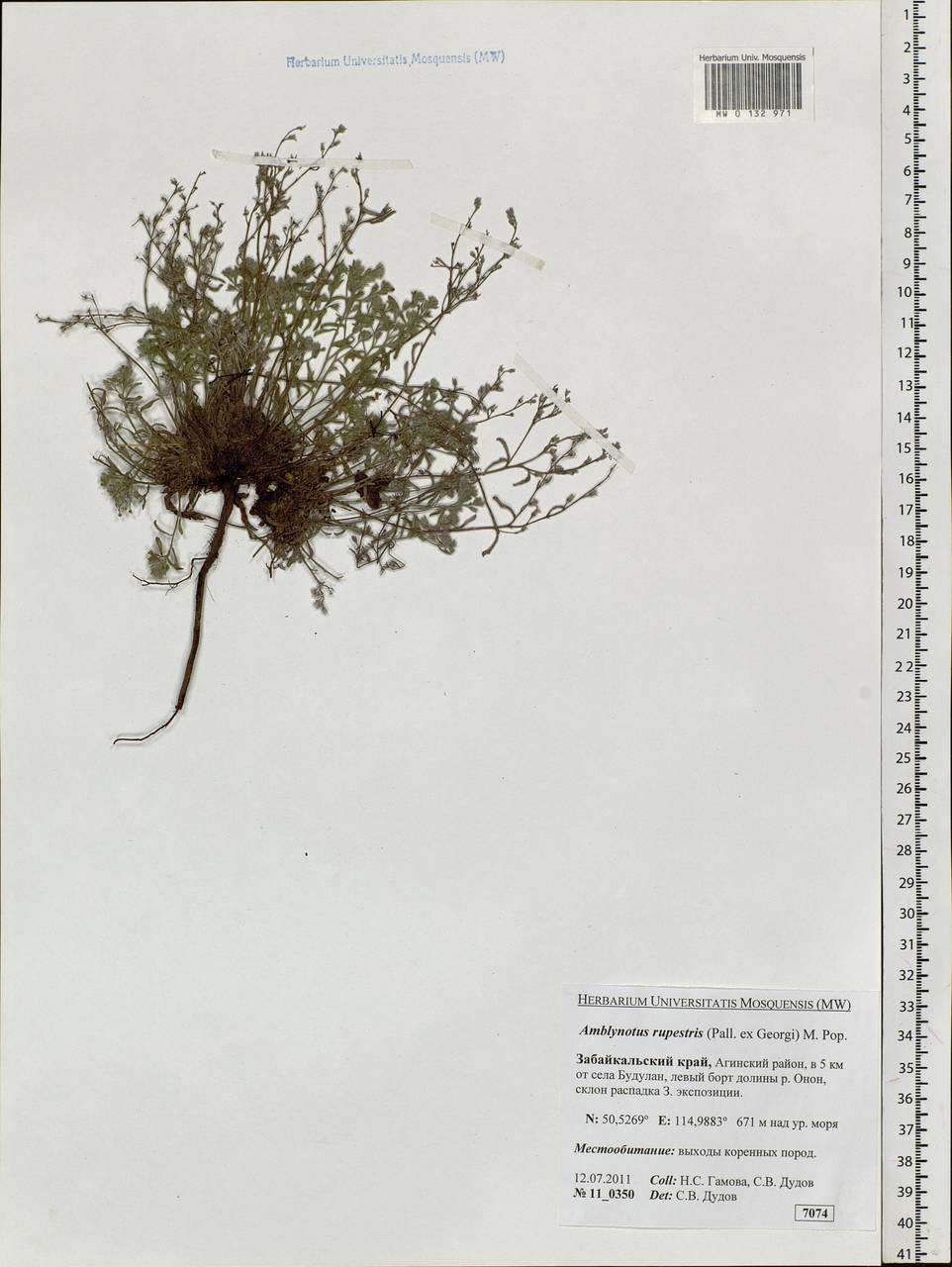 Eritrichium rupestre (Pall. ex Georgi) Bunge, Siberia, Baikal & Transbaikal region (S4) (Russia)