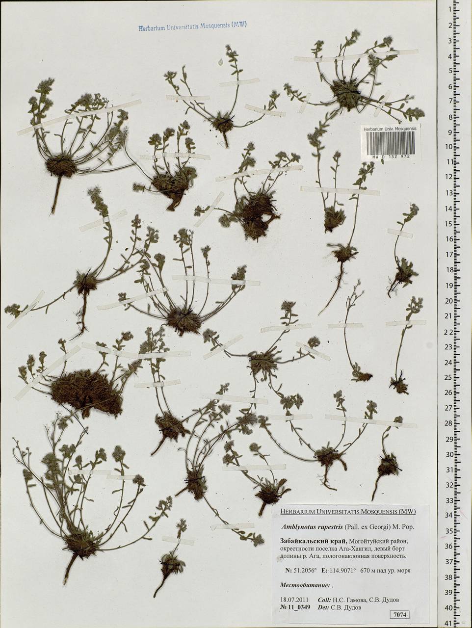 Eritrichium rupestre (Pall. ex Georgi) Bunge, Siberia, Baikal & Transbaikal region (S4) (Russia)