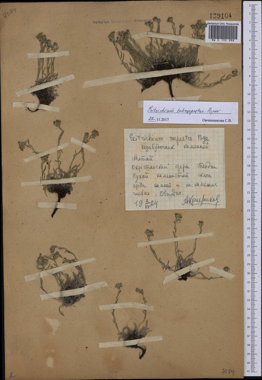 Eritrichium pauciflorum (Ledeb.) DC., Siberia, Altai & Sayany Mountains (S2) (Russia)