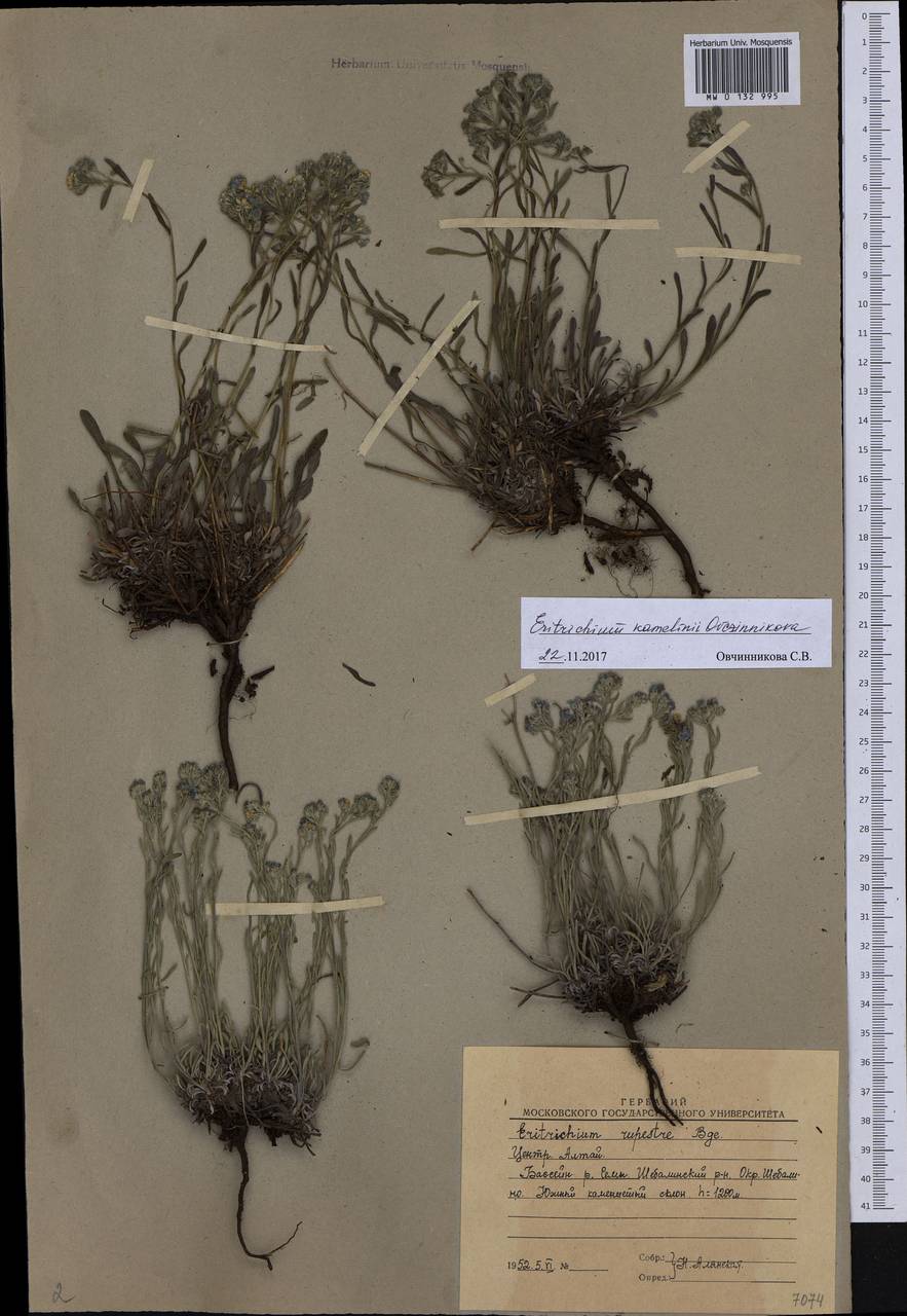 Eritrichium kamelinii Ovczinnikova, Siberia, Altai & Sayany Mountains (S2) (Russia)