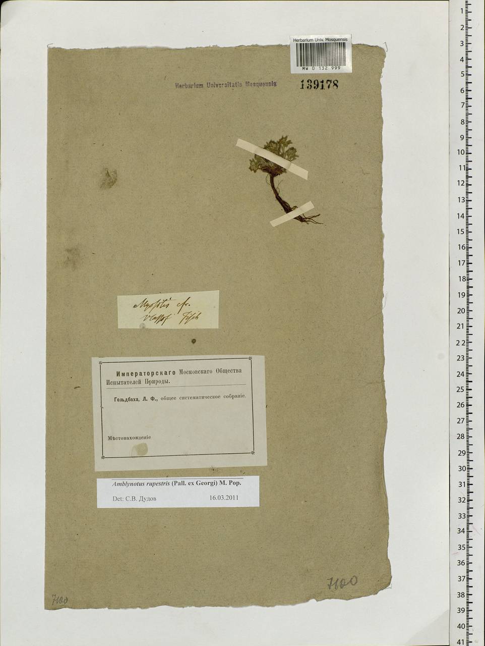 Eritrichium rupestre (Georgi) Bunge, Siberia (no precise locality) (S0) (Russia)