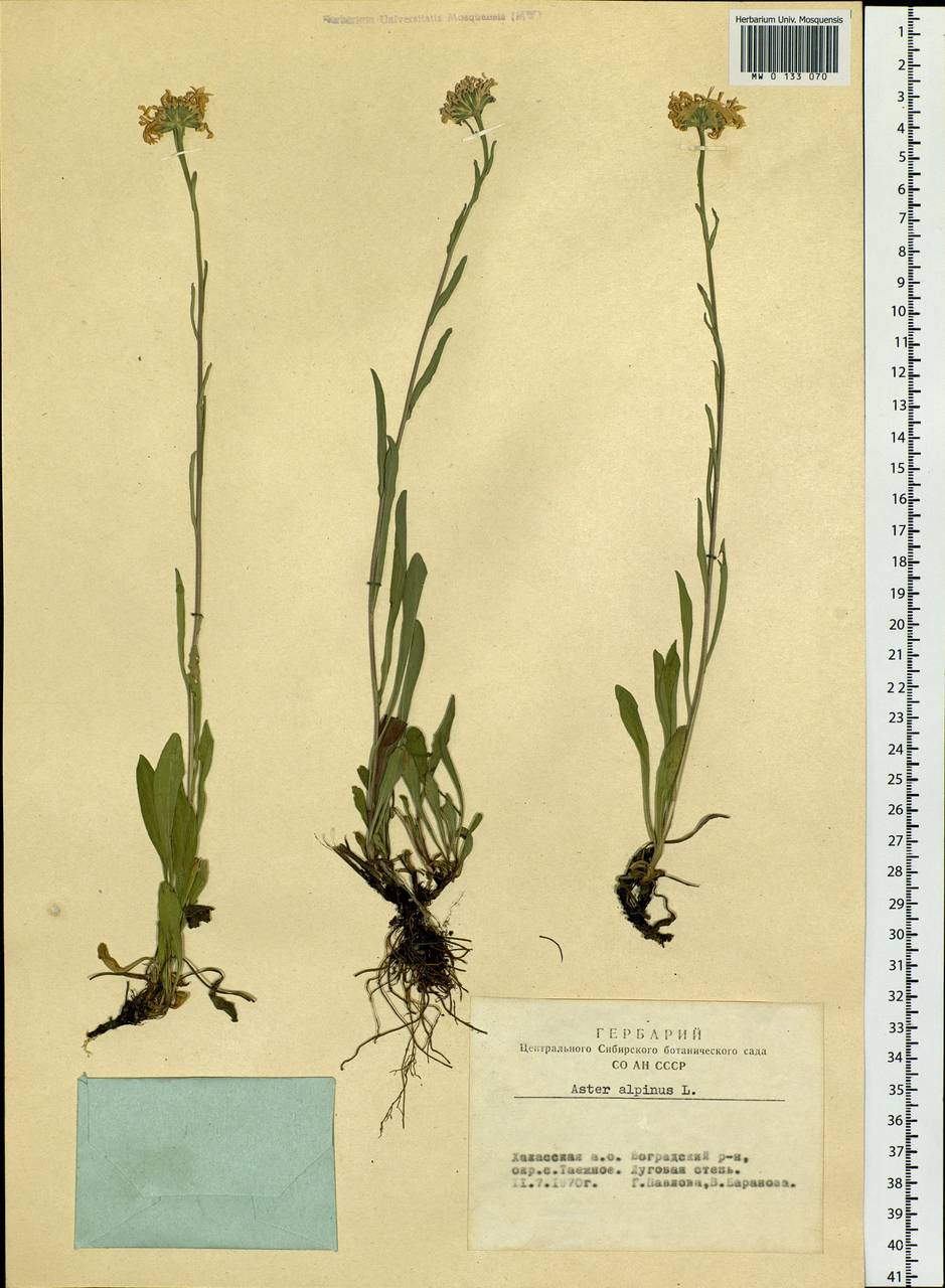 Aster alpinus L., Siberia, Altai & Sayany Mountains (S2) (Russia)