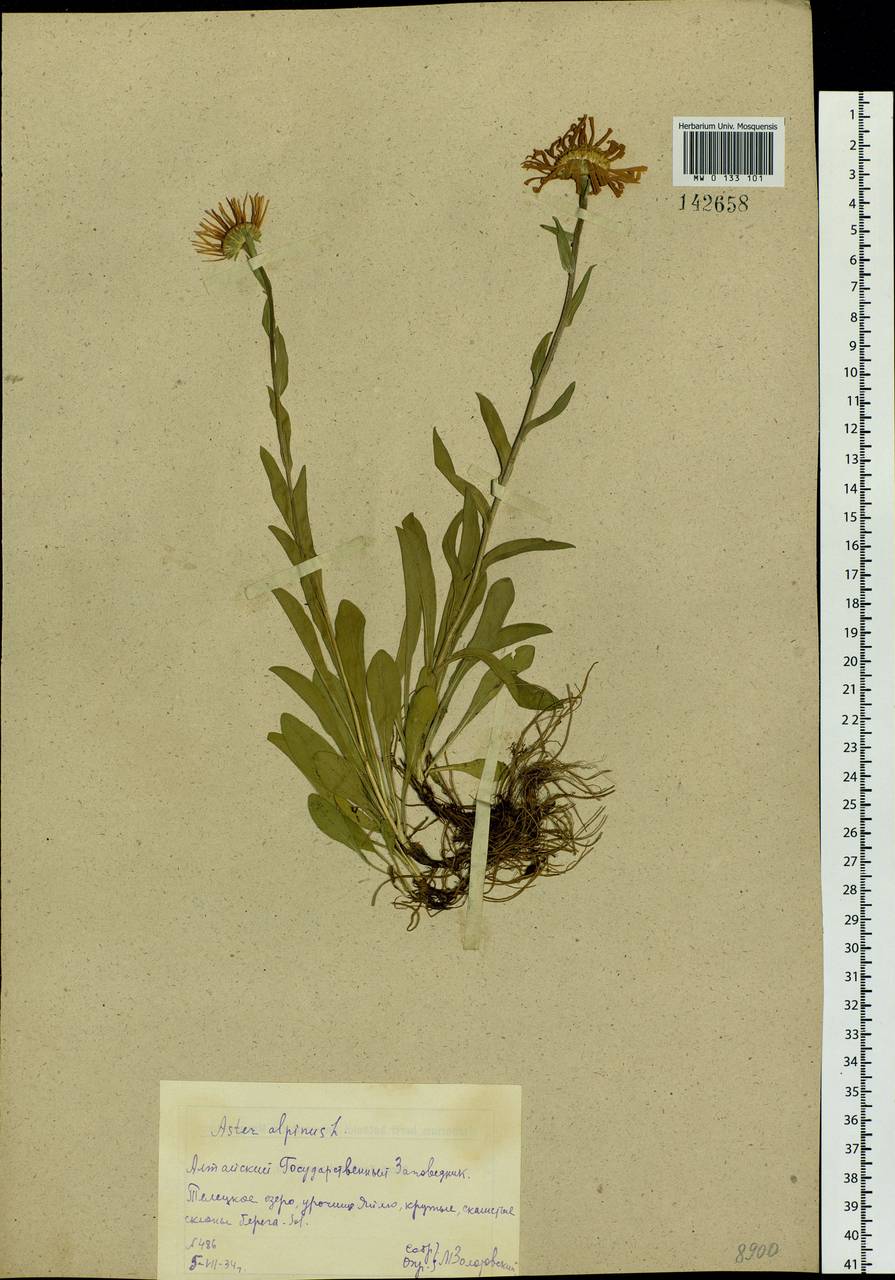 Aster alpinus L., Siberia, Altai & Sayany Mountains (S2) (Russia)
