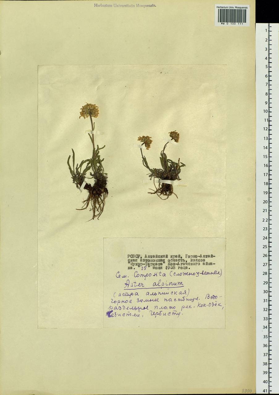 Aster alpinus L., Siberia, Altai & Sayany Mountains (S2) (Russia)