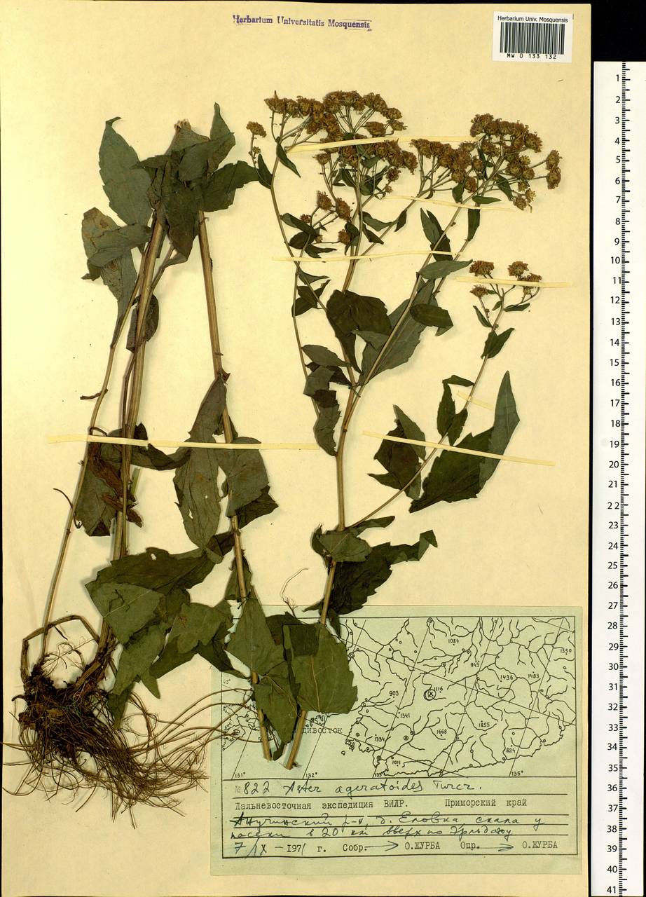 Aster ageratoides Turcz., Siberia, Russian Far East (S6) (Russia)