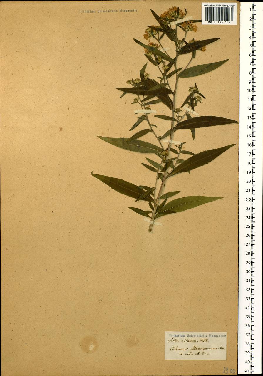 Aster, Siberia (no precise locality) (S0) (Russia)